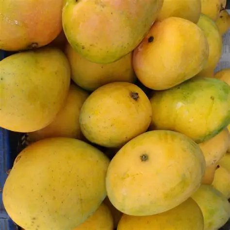 Mango (Banganapalli)