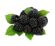 Mulberries
